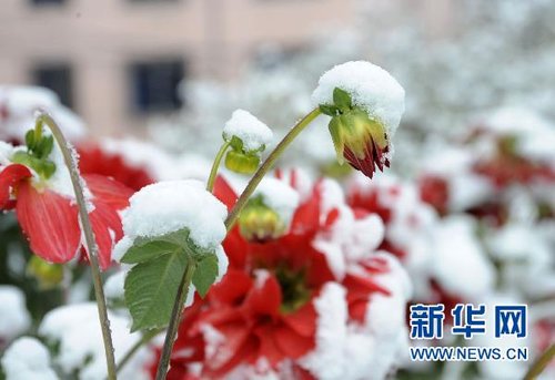 哈爾濱、大慶降下今年入冬以來(lái)第一場(chǎng)雪
