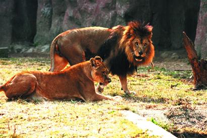 青島動物園西遷落戶開發區 猛獸大撤離留兔羊看家