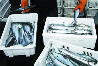 青島1年未現1條百斤鲅魚祭海節(jié)犯難 全城下搜尋令