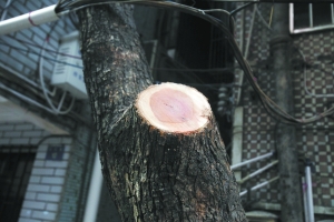 王保生帶人動(dòng)手砍伐4棵降香黃檀樹(shù)。（曹景榮攝）