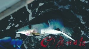 水產(chǎn)專(zhuān)家雷語(yǔ):拒吃魚(yú)翅才是極大浪費(fèi)