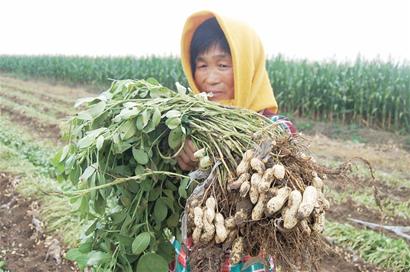 青島花生豐收再過半月上市 每斤漲1元農民撈油水