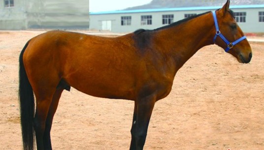 青島藏20余匹汗血寶馬 匹匹身價(jià)超寶馬車(chē)