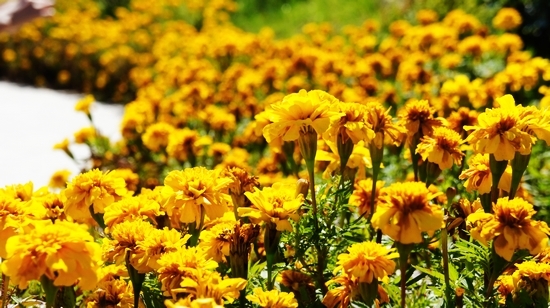 世園會(huì)內(nèi)景曝光:繁花似錦 鳥鳴婉轉(zhuǎn)