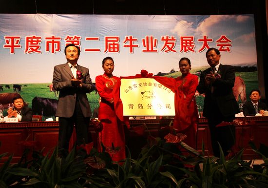 喝啤酒聽(tīng)音樂(lè) 青島天價(jià)牛賣到每斤千元