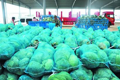 平度菜農當8年阿里巴巴洋蔥標王 親自跟外商談判