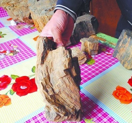 麥田下森林沉睡億年 即墨店集發現木化石