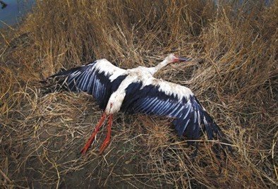 河北唐山發生群鳥死亡事件 有中毒跡象(組圖)