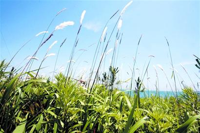 青島2017年將監測空氣維他命 負離子含量將揭曉