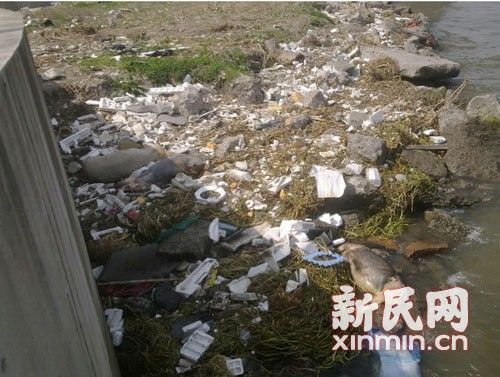 在橫潦涇河堤上，死豬橫七豎八躺著。新民網(wǎng)記者卜春艷 現(xiàn)場回傳