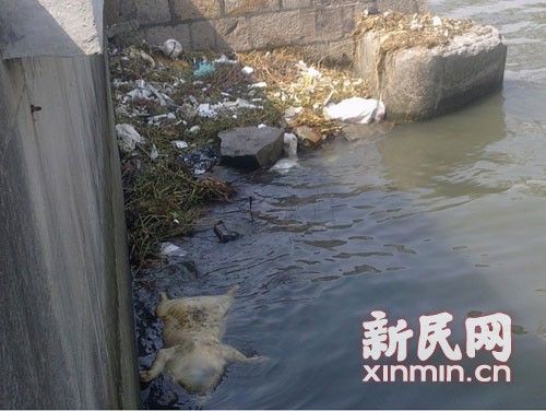 圖說：橫潦涇水域內(nèi)也漂浮著死豬。新民網(wǎng)記者卜春艷 現(xiàn)場回傳