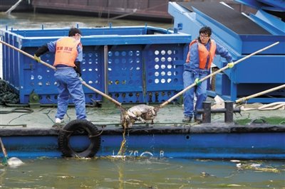 上海已制止浙江養殖戶向河道扔死豬 自來水合格