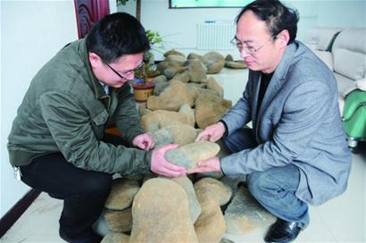 即墨茶場驚現“隕石陣”