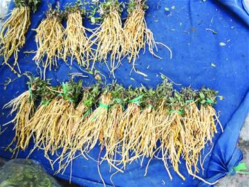 開春細數青島野菜